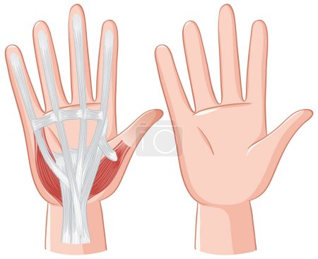 Detailed illustration of hand muscles and tendons