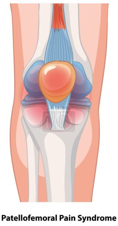 Detailed vector of knee joint anatomy