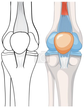 Anatomical diagram of the human knee joint