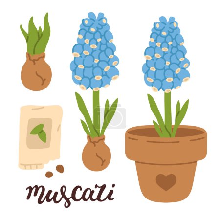 Photo for Vector illustration set of cute doodle muscari hyacinth flowers for digital stamp,greeting card,sticker,icon,design - Royalty Free Image