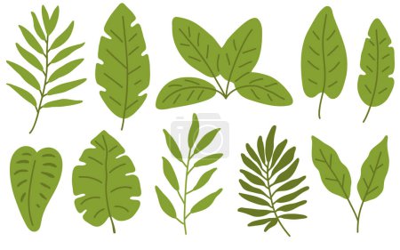 Foto de Conjunto de ilustración vectorial de hojas tropicales para sello digital, tarjeta de felicitación, pegatina, icono, diseño - Imagen libre de derechos
