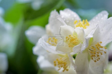 Photo for Closeup Beautiful Bouquet Fresh Jasmine Flowers - Royalty Free Image