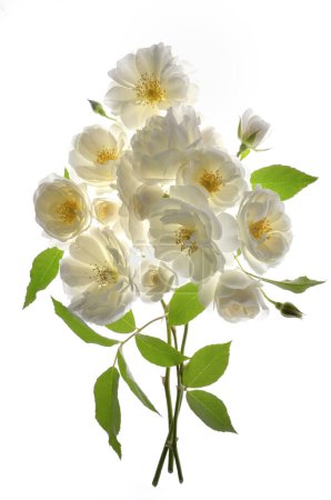 Photo for Bouquet Of Fresh Wild White Roses on White Background - Royalty Free Image