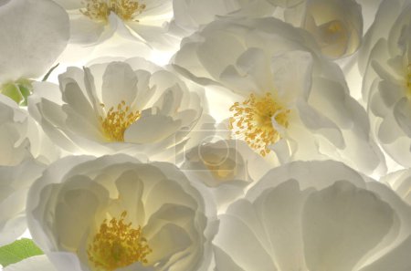 Photo for Closeup Fresh Wild White Roses on White Background - Royalty Free Image