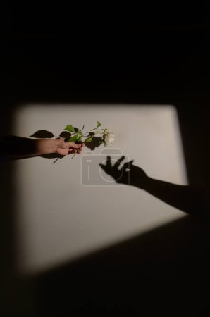 Téléchargez les photos : Homme main offre sauvage blanc roses fleur à une femme main ombre - en image libre de droit