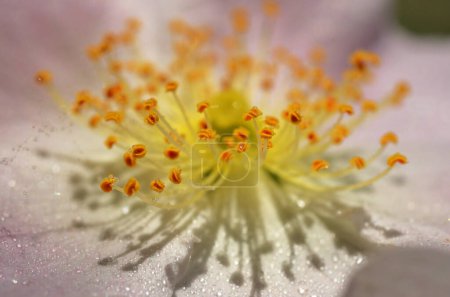 Photo for Closeup Dog rose (Rosa canina) flower and drops - Royalty Free Image