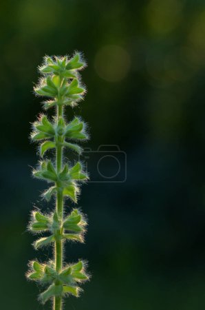 Photo for Close-Up Spring Of Sage Salvia Pratensis in Forest - Royalty Free Image