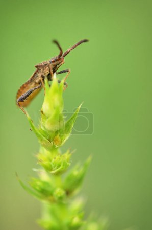 Photo for Macro of Dock Bug, Coreus Marginatus in Forest - Royalty Free Image