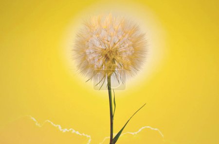 Photo for Single Closeup Dandelion Flower against the Sun - Royalty Free Image