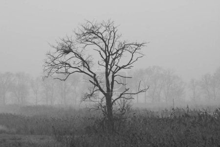 Téléchargez les photos : Grand arbre avec un nid dans les branches niché dans un paysage rural avec brouillard et brouillard typique du nord de l'Italie, vallée du Pô - saison d'hiver - noir et blanc - en image libre de droit