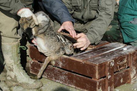 Photo for Veterinary and wildlife researchers who place a hare in the wooden box to transfer it to another protected area - Royalty Free Image
