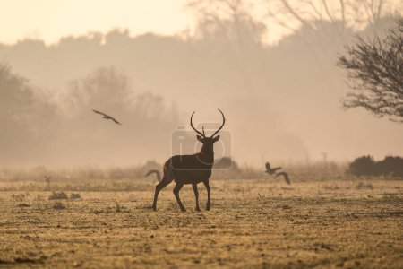 Foto de Silueta del ciervo corriendo hacia el bosque de tierras bajas mientras cuervos encapuchados vuelan a través de la niebla de la mañana al amanecer - Especies protegidas autóctonas - Imagen libre de derechos