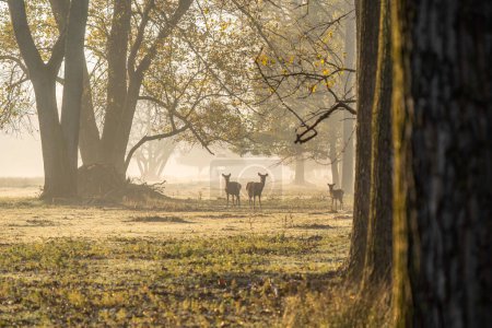Foto de Hermoso paisaje de bosque de cuento de hadas de bosque brumoso en otoño con hermosas hembras de ciervos rojos al amanecer - Especies protegidas autóctonas, ciervos de dunas - Parque de la Reserva Natural de Mesola, Italia - Imagen libre de derechos