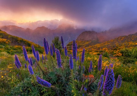 Photo for Pride of Madeira flowers in the mountains, beautiful evening landscape. Spring time in Madeira. High quality photo - Royalty Free Image