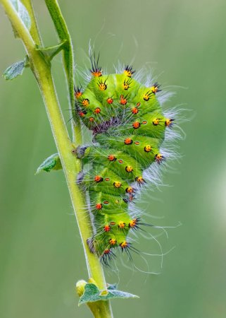 Photo for Emperor Moth caterpillar - Saturnia pavonia. High quality photo - Royalty Free Image