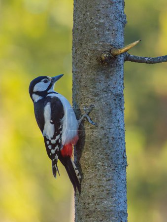 The great spotted woodpecker - Dendrocopos major, its a medium-sized woodpecker. High quality photo