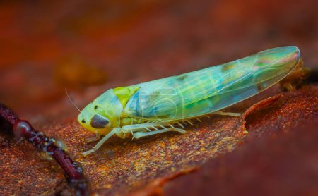 La cicadelle verte, connue sous le nom de trémie, se nourrit de plantes qui aspirent la sève végétale de l'herbe, des arbustes ou des arbres. Photo de haute qualité