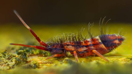 Slender springtail - Orchesella flavescens on wood, Close up photo. High quality photo