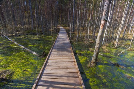 Pantano de turba Viru Bog Viru Raba, Estonia. Foto de alta calidad