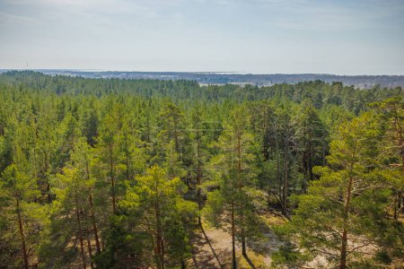 Viru Bog Viru Raba Torfmoor, Estland. Hochwertiges Foto