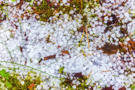A detailed view of hailstones laying on the ground following a storm. Climate change