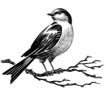 Bird on a tree branch. Hand drawn retro styled black and white illustration