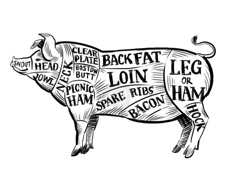 Pig chart for butchers. Hand drawn retro styled black and white illustration