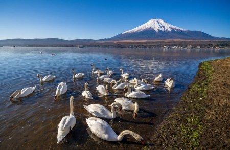 Photo for White Swan with Mount Fuji at Yamanaka lake, Yamanashi, Japan - Royalty Free Image