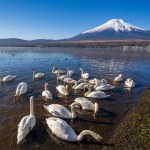 White Swan with Mount Fuji at Yamanaka lake, Yamanashi, Japan