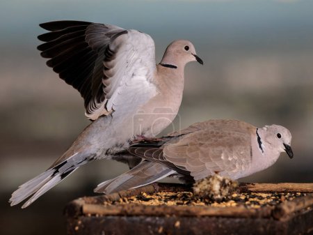 Photo for Eurasian collared dove (Streptopelia decaocto). - Royalty Free Image