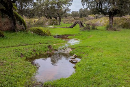 Téléchargez les photos : Paysage avec ruisseau dans la Dehesa de la Luz. Estrémadure. Espagne. - en image libre de droit