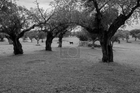 Téléchargez les photos : Vache en arrière-plan pâturage dans la prairie. - en image libre de droit