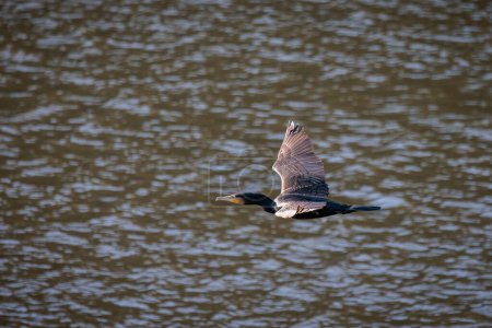 Téléchargez les photos : Grand Cormoran. Phalacrocorax carbo. Oiseau en vol. - en image libre de droit