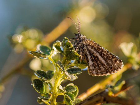 Téléchargez les photos : Papillon dans leur environnement naturel. - en image libre de droit