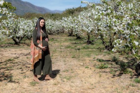 Téléchargez les photos : Jeune femme enceinte parmi les cerisiers. - en image libre de droit