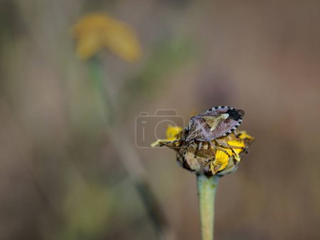 Téléchargez les photos : Bug de bouclier dans son environnement naturel. - en image libre de droit
