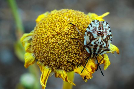 Téléchargez les photos : Bug de bouclier dans son environnement naturel. - en image libre de droit