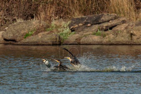 Téléchargez les photos : Grand Cormoran (Phalacrocorax carbo). Oiseaux dans leur environnement naturel. - en image libre de droit
