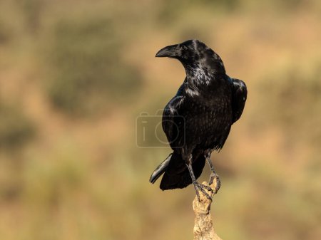 Foto de Cuervo común (Corvus corax). - Imagen libre de derechos