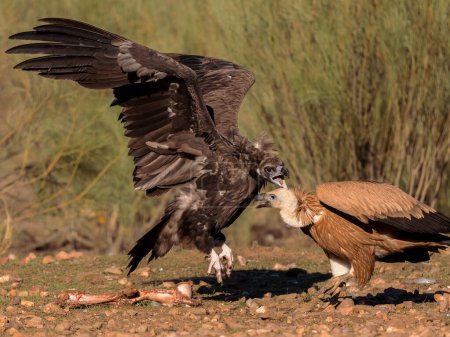 Foto de Buitre leonado y Buitre negro. Buitres luchando por comida. - Imagen libre de derechos