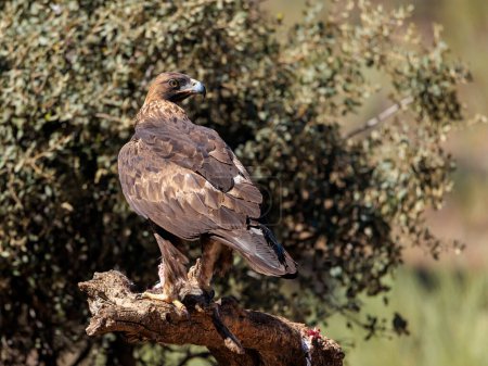 Foto de Águila real (Aquila chrysaetos) - Imagen libre de derechos