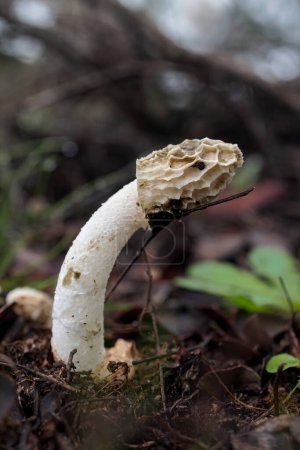 Photo for Phallus impudicus. Mushroom in its natural environment. - Royalty Free Image