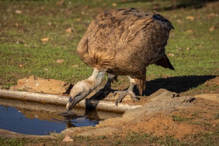 Griffon vulture (Gyps fulvus) drinking in a small pond.