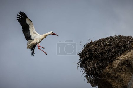 Storch fliegt zu seinem Nest.