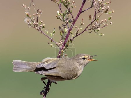 Photo for Common chiffchaff (Phylloscopus collybita). Bird eating a small spider. - Royalty Free Image