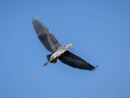 Grey heron (Ardea cinerea).