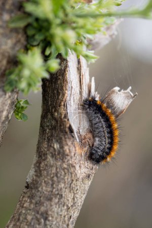 Caterpillar in its natural environment.