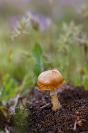 Mushroom in their natural environment.