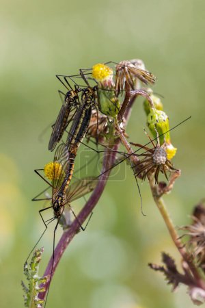 Crane fly. Insects copulating in their natural environment.