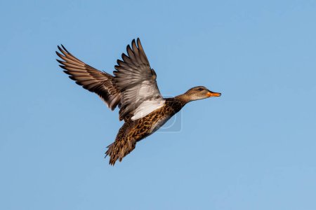 Duck in flight. Bird in its natural environment.